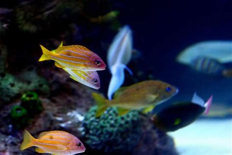 魚可以養在房間嗎|居家養魚：影響健康15注意事項